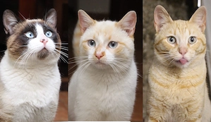 Athos, Portos und Aramis suchen gemeinsam ihr Für-immer-Zuhause (Wohnungskatzen)