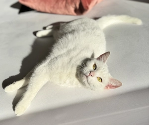 iam-Britisch-Kurzhaar-Mix Katze - Reinweiß