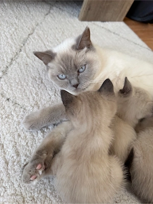 Baby Kater zu verkaufen 