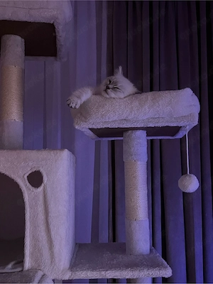    Süßes Kitten (Blue Point) sucht ein liebevolles Zuhause    Bild 3