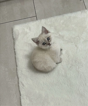    Süßes Kitten (Blue Point) sucht ein liebevolles Zuhause    Bild 1