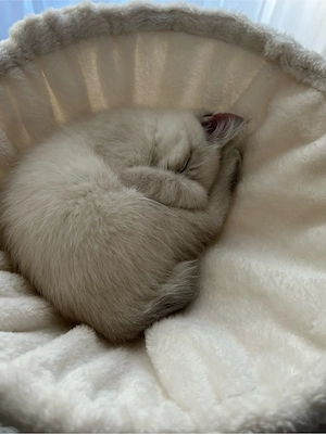    Süßes Kitten (Blue Point) sucht ein liebevolles Zuhause    Bild 2