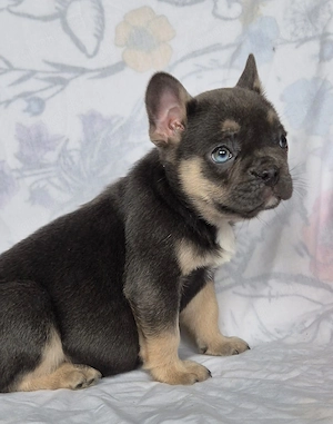 Französische bulldogge Welpen 