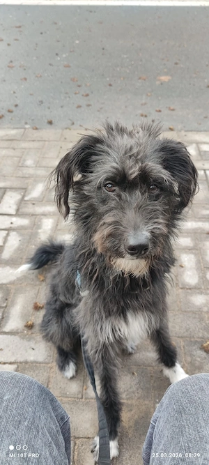 13 monate Alter großer Schnauzer Mix Rüde sucht