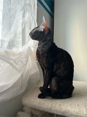 Cornish Rex Kater sucht liebevolles Zuhause   