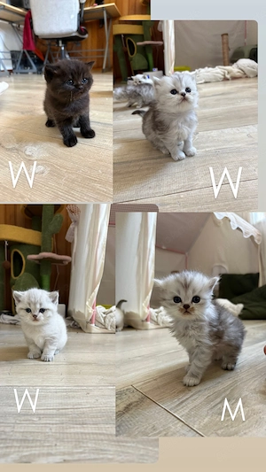 Reinrassige britische Kurzhaar Katzen 