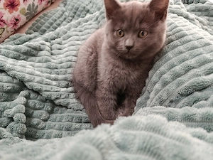 Nebelung BKH Kater Abgabereit