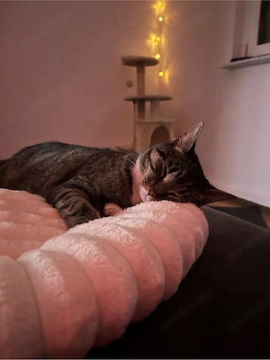 Bald kommen Kitten zur Welt