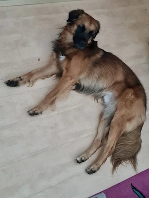 Schäferhund Colli Mix  (Sucht dringend)