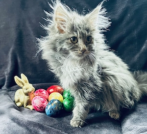 Forest Ghost Rockabilly