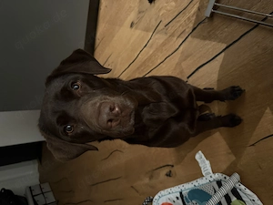 Wurfplanung Labrador Welpen Herst 26!