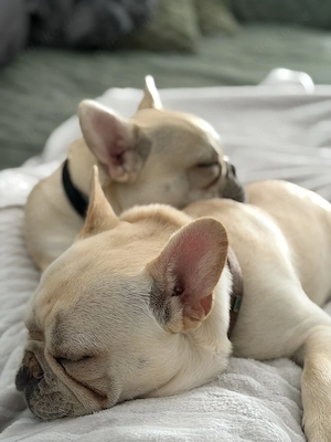 Reinrassige Französische Bulldogge Welpen 