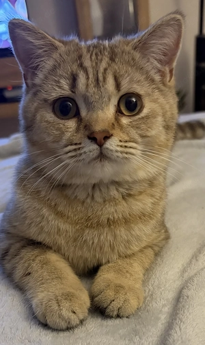 BKH Kater Black Golden Ticked