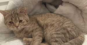 BKH Kater Black-golden-ticked