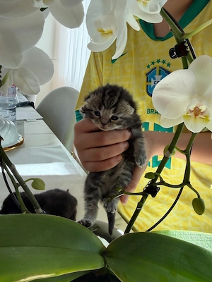 BKH kitten zum reservieren 