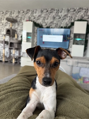 parson russel dame sucht dringend liebevolles zuhause 