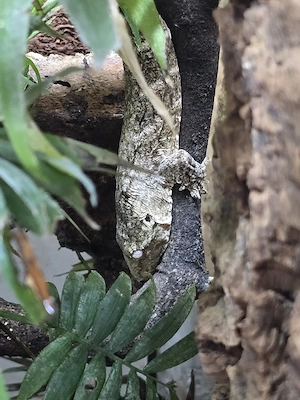 Tausche lechianus Mt. Koghis gegen Uroplatus Arten, 