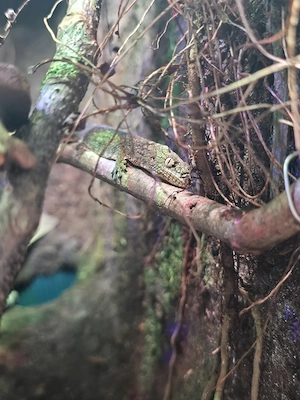 Verkaufe 1.2 Eurydactylos occidentalis 