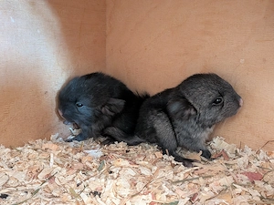 Chinchilla Babys suchen ein Zuhause 
