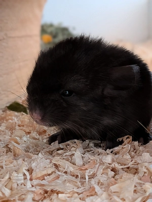 Chinchilla Babys suchen ein Zuhause 
