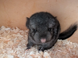 Chinchilla Babys suchen ein Zuhause 