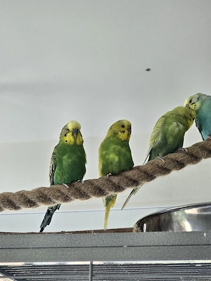 Gruppe Wellensittiche zu verkaufen 