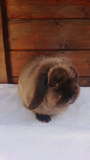 Mini Lop Häsin geimpft Zwerg kaninchen Hase Zwergwidder