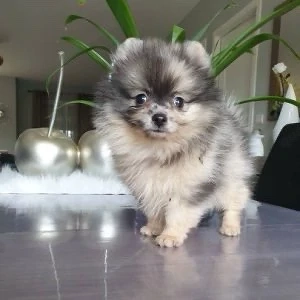    Zwergspitz-Welpen   Liebevolles neues Zuhause gesucht