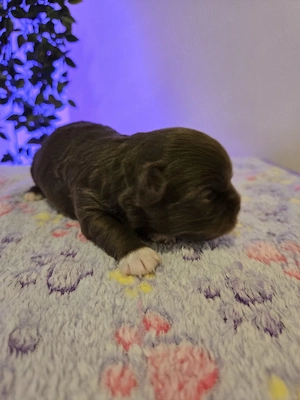 chihuahua Hündinnen 