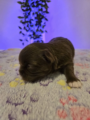 chihuahua Hündinnen 