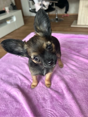 Chihuahua Welpen rüde