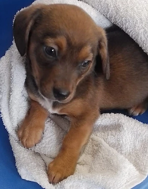 HOPE - kleine Herzensdame (wartet in Rumänien) 