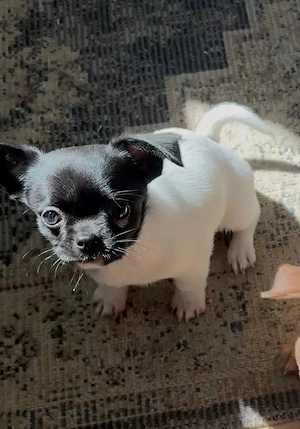 Unsere Liebe Chihuahuahündin hat 