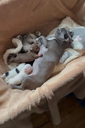 Einer unserer langhaar Welpen sucht noch sein Traumzuhause bei liebevollen und (chihuahawelpe gmail 