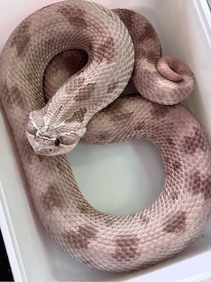 Heterodon nasicus, Hakennasennattern Lavender Arctic Lavender Coral Het Lavender