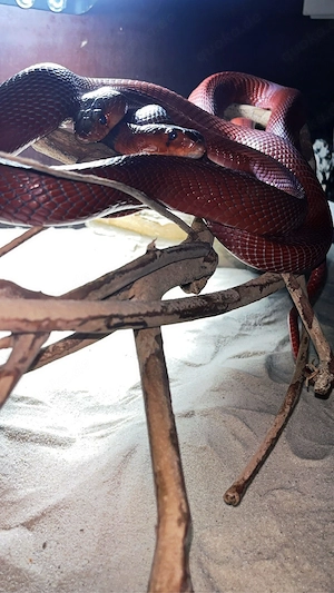1.1 Naja Pallida (rote Speikobra) cb2022