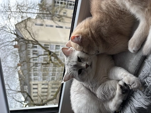 Bkh Kater Weiß, Silver shaded, Lilac Golden Chinchilla