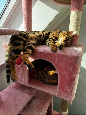 Bengal Jungs (Papa und Sohn) 