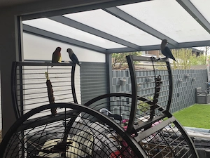 3 gesunde Agaporniden abzugeben (2 Weibchen, 1 Männchen)