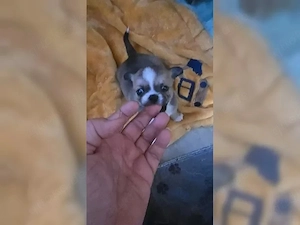 Traumhafte Chihuahua Welpen vom (chihuahawelpe gmail com) Züchter