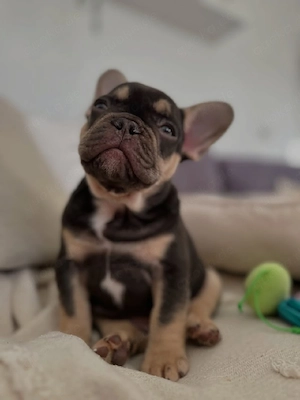 Französische Bulldoggenwelpe, männlich Bild 5