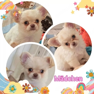 Welpen suchen ein liebevolles Zuhause   3 Weibchen & 2 Männchen verfügbar Wir haben fünf bezaubernd