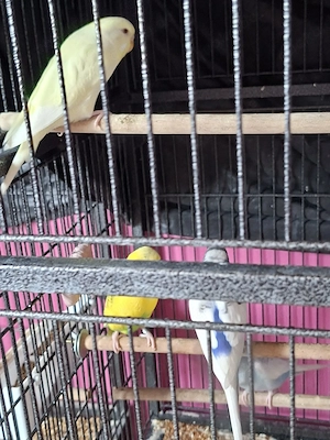 Wellensittiche abzugeben