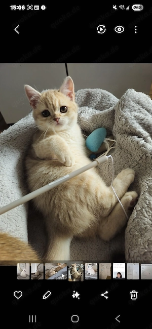 wunderschöner creme tabby, geimpftKater