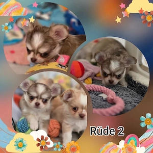 Chihuahua Hündin red fwan KH (chihuahawelpe gmail com)