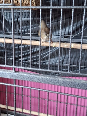 Kanarienvogel Paar abzugeben 