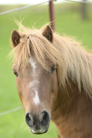 zwei Shetty Wallach zuverkaufen