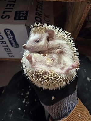 afrikanischer weißbauchigel