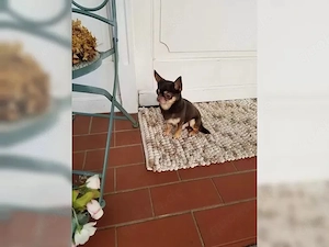 Liebevolle Chihuahua-Welpen suchen ein liebevolles Zuhause