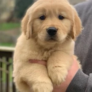    Entzückender Golden-Retriever-Rüde   Der Letzte seiner Art   